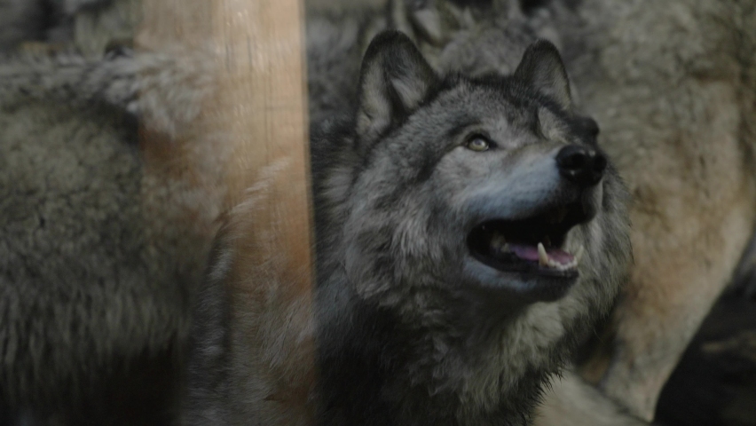 A Furry Grey Wolf Looking Up At Parc Omega Wolf Cabin In Quebec, Canada - Closeup Shot, Slow Motion | Shutterstock HD Video #1063029421
