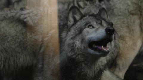 A Furry Grey Wolf Looking Up At Parc Omega Wolf Cabin In Quebec, Canada - Closeup Shot, Slow Motion