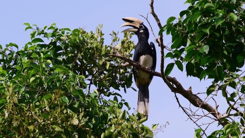 Hornbill, Oriental Pied Hornbill, Anthracoceros albirostris. an individual perched on top of a canopy basking in the morning sun looks around and then jumps down to another branch to hide away.