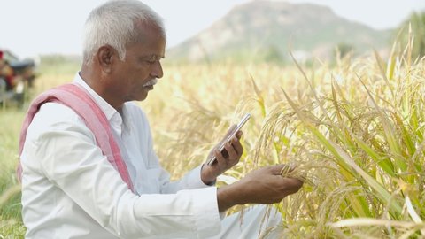 Farmer busy checking the crop yield and pests by using mobile Phone - Concept of Farmer using Smartphone technology and internet in agriculture farmland