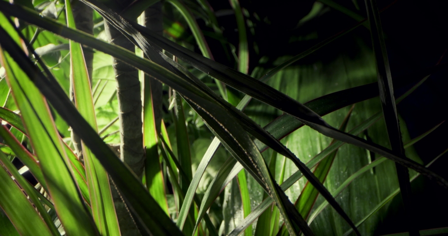 sliding through lush green foliage of tropical rainforest jungle Royalty-Free Stock Footage #1063034782