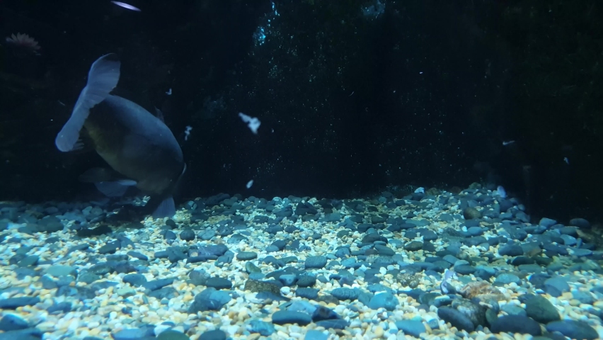 One big fish feeding on gravel | Shutterstock HD Video #1063036777