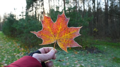 Man hold frozen maple leaf in hand, bright red sheet covered with rime crystals. Sun gleam through autumn trees, blurred nature background, park or forest area