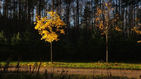 Small maple trees at autumn, one with bright yellow leaves, almost leafless other. Dark grove on background. Maple crowns lit from side by bright low sun light