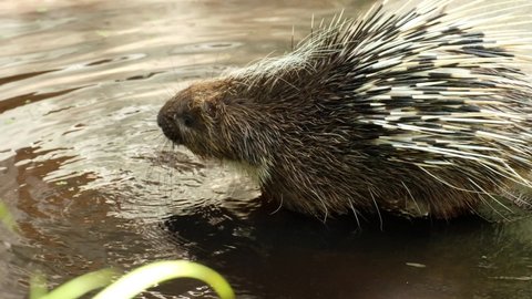 Porcupine's playing at the waterfront. Life of the malayan porcupine during the day