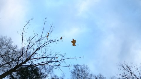 Maple leaf spin and slowly fly down, towards camera looking straight up. Last leaves hang on bare branches of small tree, light clouds on blue sky seen high above