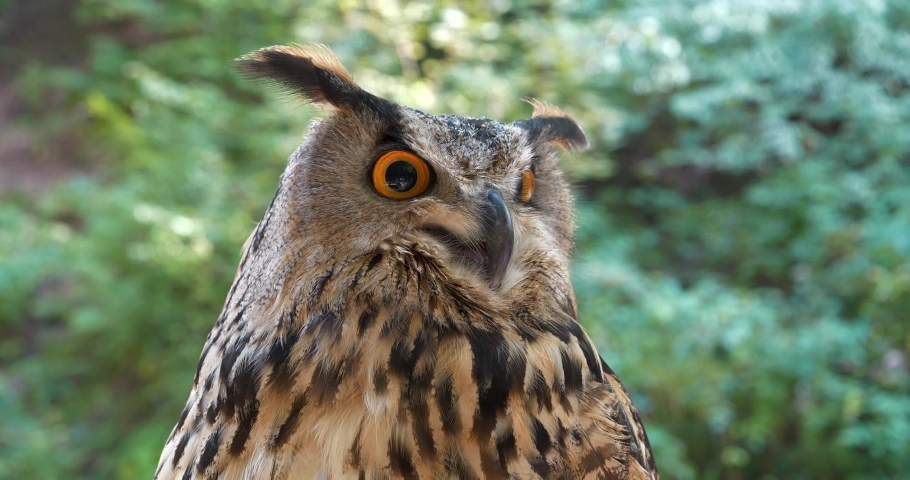 Eagle owl in the forest. Cinema 4K 60 fps video Royalty-Free Stock Footage #1063046125