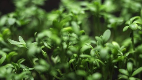 growing plants timelapse. microgreens growing, urban farming and organic farming concept. sprouts germination, agriculture. grow microgreens from seed at home. growing salad greens in vegetable garden