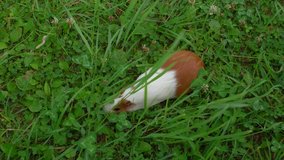 Closeup top view 4k video of cute white and brown home guinea pig pet eating fresh green grass with great appetite. Domestic animal eats clover leaves and wild grass outdoors on countryside lawn.