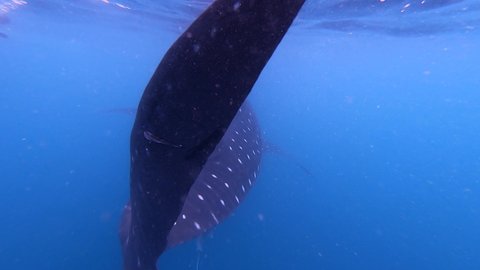 Unique Background Shot of a Whale Shark Fin in Pacific Ocean
