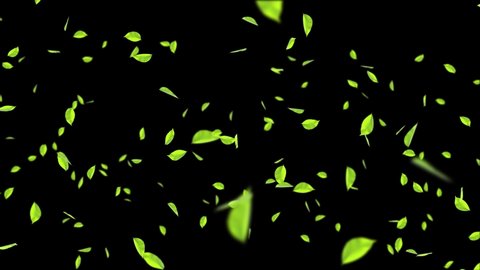 3D animation of a mint leaves falling flow motion Loop Animation pieces of debris, Spring green Leaves Background. for weather, wedding, winter, presentation, spring, summer, environment
