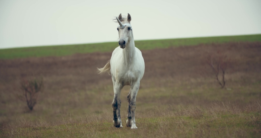 Unicorn is walking in the field, amazing mythological animal, 4k Royalty-Free Stock Footage #1063059274