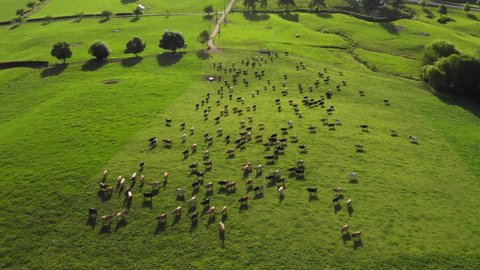Herd of Dairy Cows on Pasture in New Zealand. Drone footage.