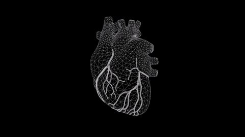 3DHuman Circulatory System Heart Beat Anatomy Animation Concept Wireframe