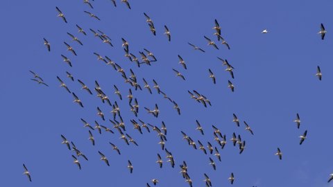flock of white pelicans flying in the blue sky (pelecanus onocrotalus)