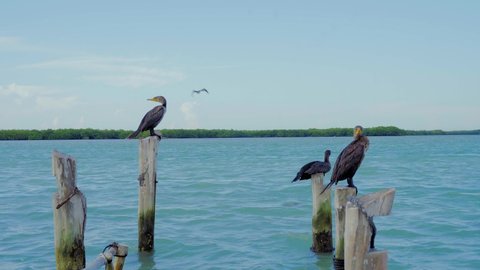 Cormorants resting on poles at Rio Lagarto in Mexico	
