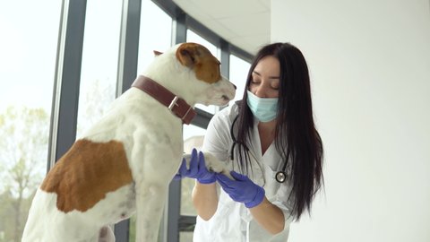 Woman veterinarian in medical mask inspects the dog in veterinary clinic. Medical business. Veterinarian medicine concept