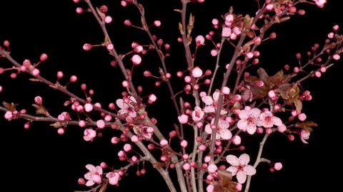 Pink Flowers Blossoms on the Branches Cherry Tree. Dark Background. Time Lapse. 4K.