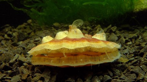 Ancient armored mollusk (Chiton olivaceus) on the shell of a clam Smooth Scallop (Flexopecten glaber ponticus), Black Sea