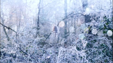 Frozen winter flower and wintry background. Animated. Looping. Cinemagraph. 