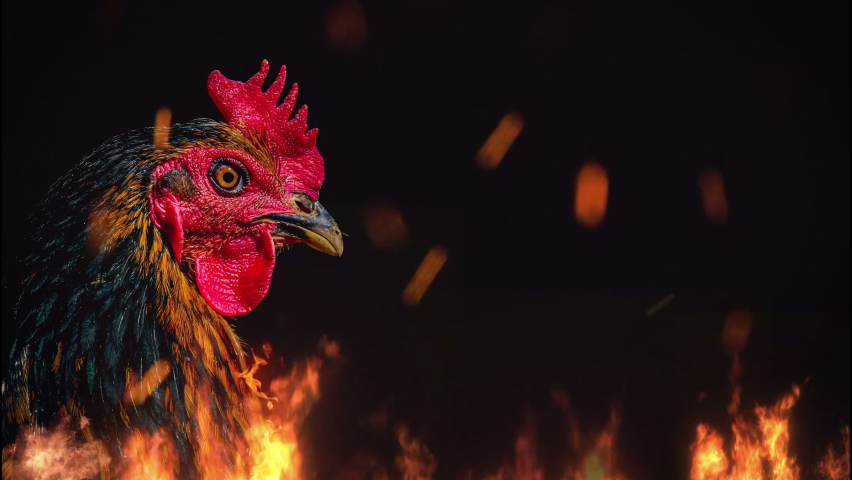 Karakter Shio Ayam Api Tahun 1957, 2017