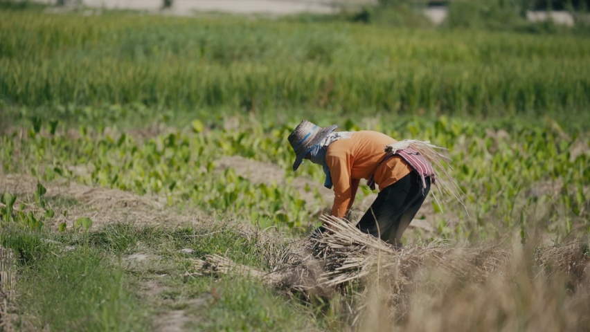 woman farmer harvesting rice field on rice terrace Royalty-Free Stock Footage #1063080949