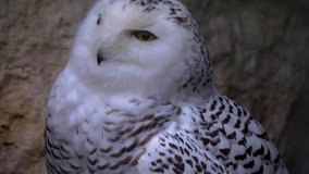 Close up of Snowy owl head turning and walking off.