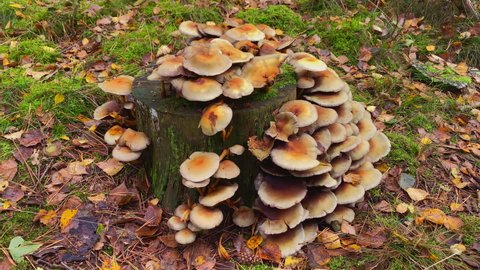 Mushrooms (Fungi) at a tree stump at the forest at fall. Slider around the tree stump.