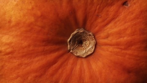 Pumpkin extreme close up sliding very slowly background stock footage
