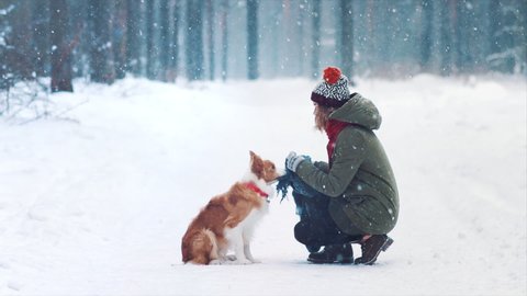 Young happy woman train her border collie dog in snowy winter forest. Doggy wrap itself in blue scarf. Best friends play and having fun. Joyful game and tame. Purebred dog get ready for exhibition.