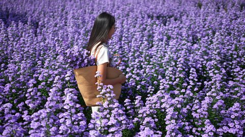 4K Happy young Asian woman walking in beautiful nature of purple marguerite daisy flowers field in springtime. Pretty girl using hand touching and stroking fresh purple blossom plant in flower garden.