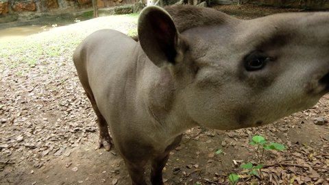 South American tapir can be found near water in the Amazon Rainforest and River Basin in South America