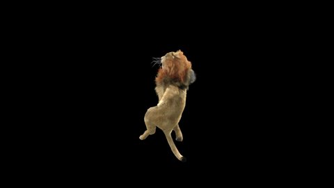 Lion Dancing, 3d rendering, animal realistic, Included in the end of the clip with luma matte.