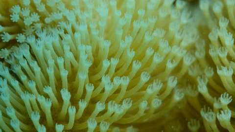 Details of the soft coral polips. Extreme close-up of the soft coral polips on the reef. Natural underwater background. Mushroom Leather Coral (Sarcophyton coral)