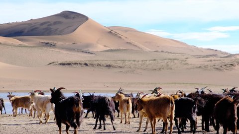 A herd of goats grazes on the border of the sandy desert. Mongol-Els, Western Mongolia.