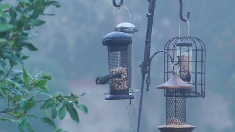 Garden birds feeding on a bird feeder in winter