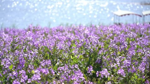 Blooming purple flowers by lake in spring, blur background