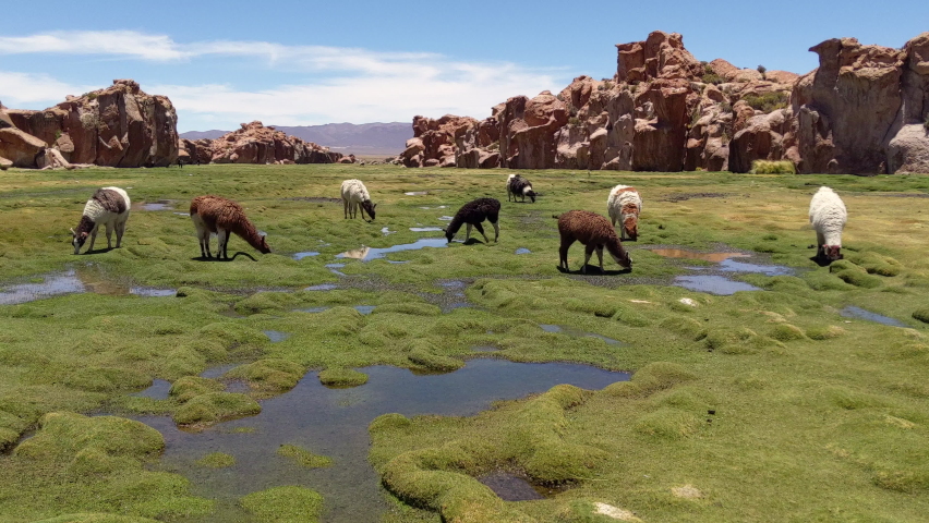 Herd of llamas grazing in a wetland surrounded by a rugged rocky terrain in the highlands of Bolivia (Altiplano) in the Andes