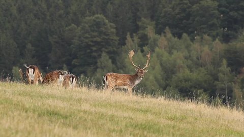Fallow deer during the rut. Deer guards the herd. Fallow deer behavior on the meadow. European wildlife nature.