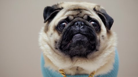 Close-up portrait of funny pug dog wearing in fashion costume with golden chain looking at camera in slow motion