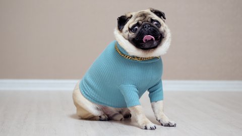 Cute funny pug dog wearing in fashion costume with golden chain looking at camera in slow motion