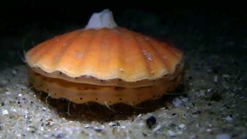 Smooth scallop (Flexopecten glaber) opens the conch, close-up.