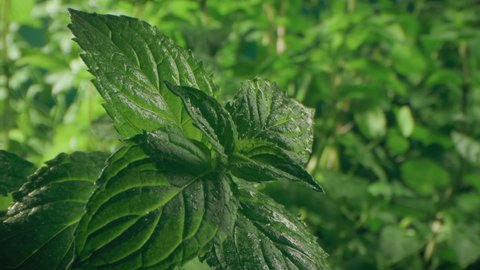 Mint or basil leaves at the garden as background