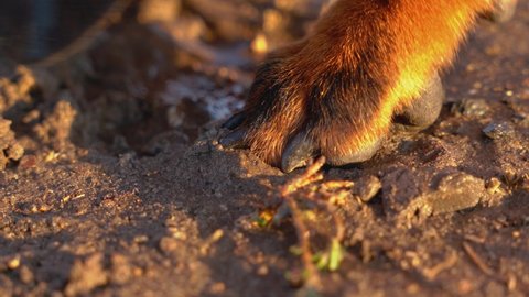 Paw of dog steps into dirt, close up. Walking with pet in bad slushy weather after rain. Puppies love to run through puddles and roll in the mud.