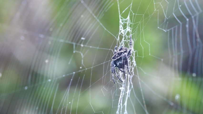 Close Up Of Large Spider In The Middle Of Its Web, Madagascar