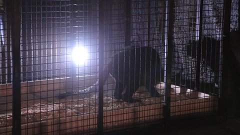 black panther in a mesh cage jumps and attacks