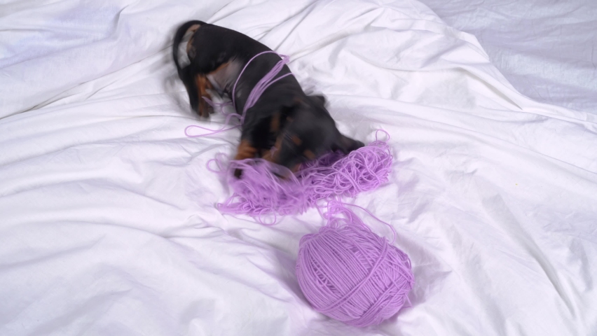 Naughty and restless baby dog puppy left alone at home and making mess nibbles it, wallows and gets tangled in threads, top view.  Royalty-Free Stock Footage #1063138396