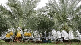 Date palm fruit on tree