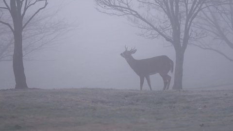 Moody Footage of Deer in the Fog.
