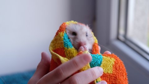 Girl holding a hamster in a towel after a bath, the hamster is washing